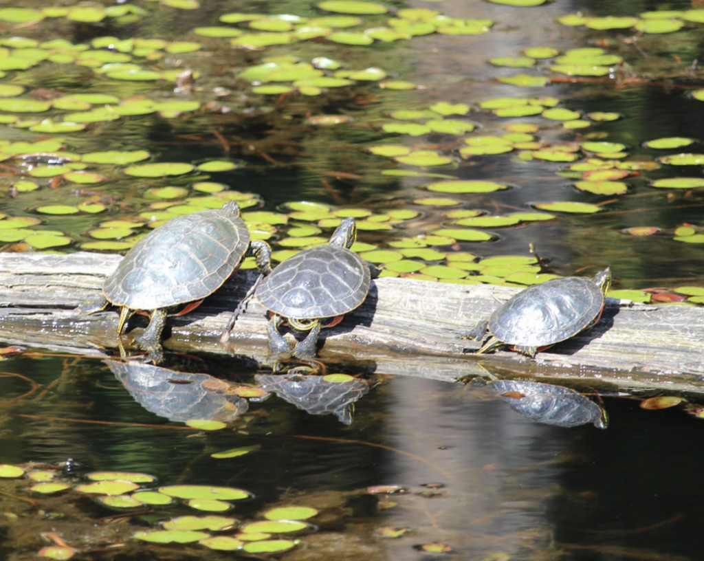 Hibernation VS. Torpor: What is the Difference? - Minnekhada Park ...