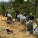 Invasive species volunteers